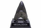 Fossil Megalodon Tooth - South Carolina #306301-2